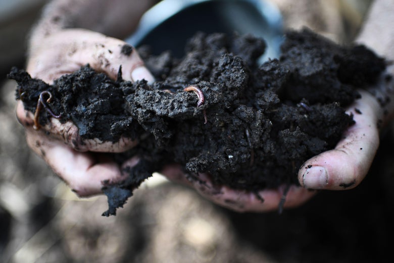 A man holding compost in his hands.